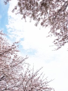 満開の桜
